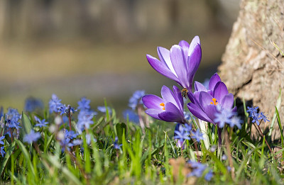 The “Crocus” holiday