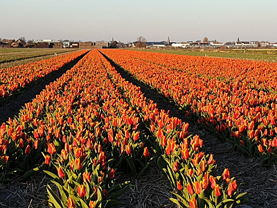 First tulipfields are blooming!